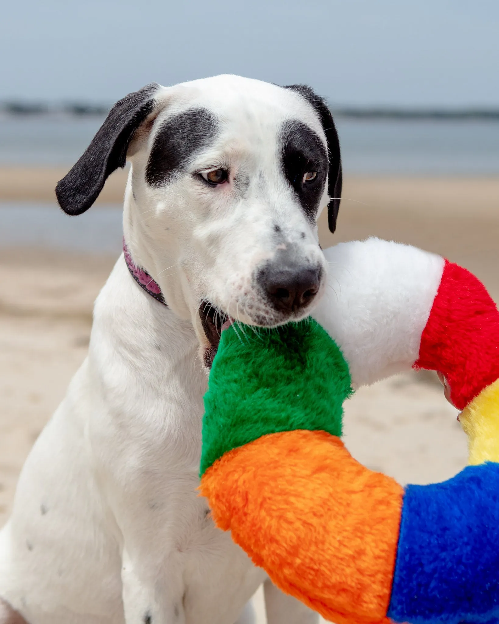 Innertube Plush Dog Toy (Made in the USA)